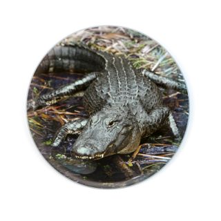 Obrázek z Magnet kulatý 5cm - krokodýl (12) 
